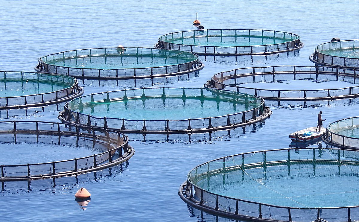 Fish Farming and Aquaculture